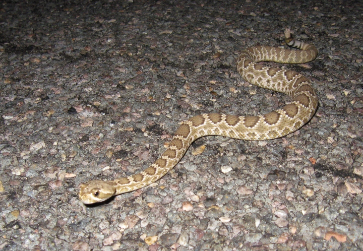 Mojave Crossing
